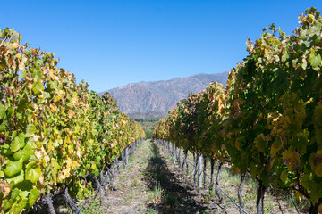 Scenic vineyards in the Calchaqu&iacute; Valley near Cafayate, Argentina, framed by the majestic Andes Mountains in the background