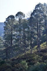 Tall, slender pine trees on a sunlit hillside, clear sky near Nainital. 