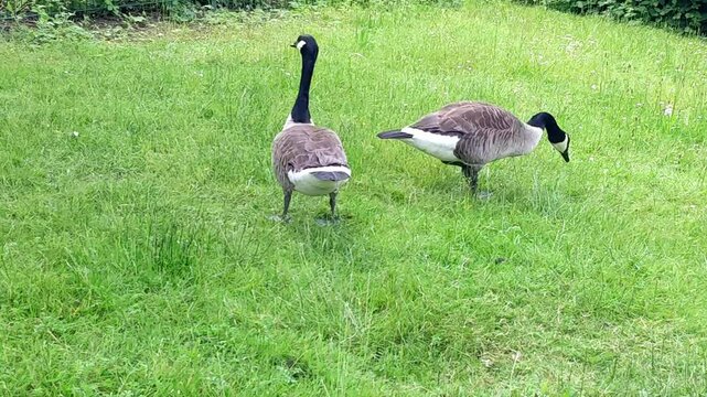 Family of Canada Geese (Branta canadensis)