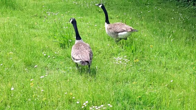 Family of Canada Geese (Branta canadensis)