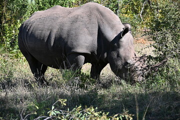 white rhino in the grass 