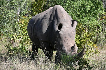 white rhino in the grass 