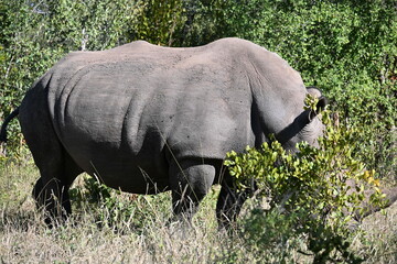 Fototapeta premium white rhino in the grass 