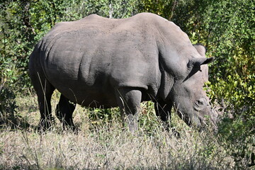 Obraz premium white rhino in the grass 