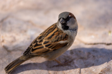 Close-Up of a Sparrow Perched on Branch