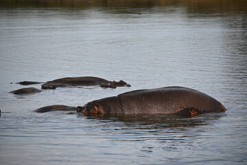 Fototapeta premium hippopotamus in the water 