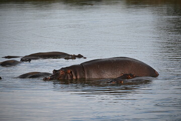 hippopotamus in the water 