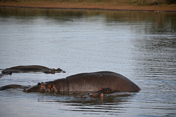 hippopotamus in the water 