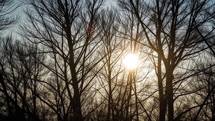 Winter Sun Through Bare Trees - Silhouetted Branches