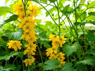Yellow Cucumber Blossoms Climbing Vine - Natural Growth