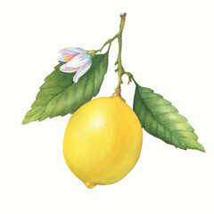 Fresh citrus yellow lemon fruit. Lemon tree branch with green leaves and flower. Watercolor hand-drawn illustration on white background 