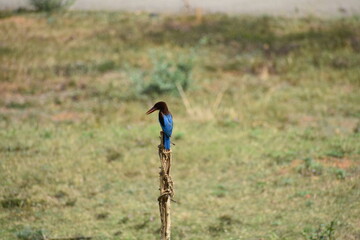 White-throated Kingfisher on a wooden pole, blurred green-yellow background.