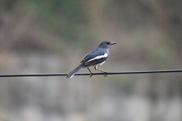 Oriental magpie-robin perched on a wire, black and white plumage.