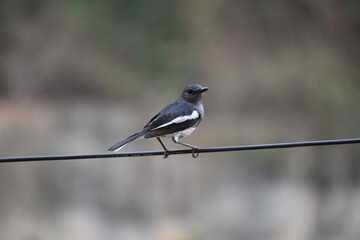 Oriental magpie-robin perched on a wire, black and white plumage.