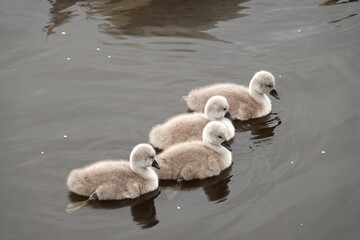 Stado młodych łabędzi © tomo81