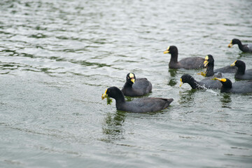 Group of white-winged coots, Fulica leucoptera, swimming in a lake in the natural urban area known as Bosques de Palermo, in Buenos Aires, Argentina.