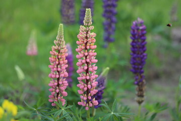 Lupinus polyphyllus. Purple lupines blooming in springtime meadow.