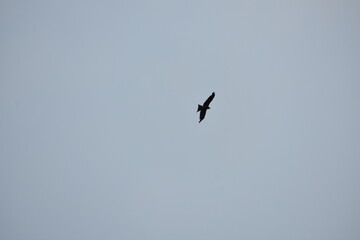 Bird soaring in clear sky, silhouetted against soft blue.