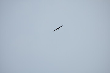 Bird soaring in clear sky, silhouetted against soft blue.