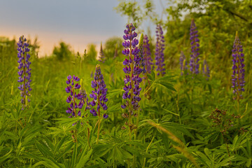 Wild Lupine blooming in the open meadow fields in Latvia. Summer photo of lupine in full bloom in golden hour