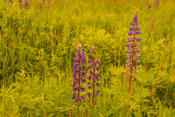 Wild Lupine blooming in the open meadow fields in Latvia. Summer photo of lupine in full bloom in...