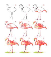 How to learn to draw sketch of a beautiful red flamingo. Creation step by step watercolor painting. Educational page for artists. Textbook for developing artistic skills. Vector illustration.
