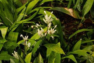 lily of the valley