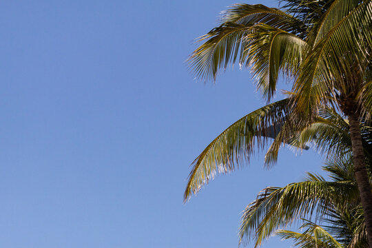 palm tree against blue sky