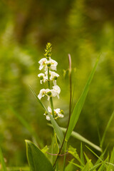 wild flowers in the forest