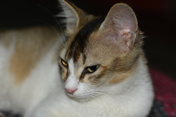 Close-up of a domestic cat with yellow eyes, white and brown fur.