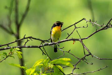 虫を咥えるキビタキ