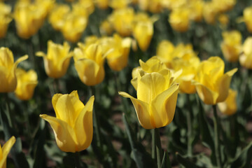Field of yellow tulips. Floral spring background. Glade of yellow flowers. Bright colorful tulips. Landscape. Nature background