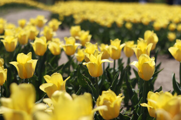 Obraz premium Field of yellow tulips. Floral spring background. Glade of yellow flowers. Bright colorful tulips. Landscape. Nature background