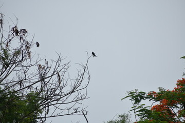 Birds perched on sparse tree branches against a cloudy sky.