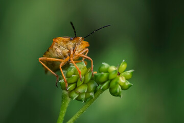 bug on a leaf