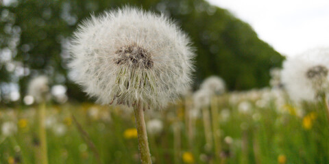 Fluffy dandelion seeds dancing in the gentle breeze during springtime