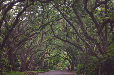 Obraz premium Canopy of Southern live oak trees on Oak Street in Magnolia Springs Alabama