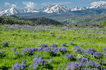 Alpine meadow in the high country of Colorado
