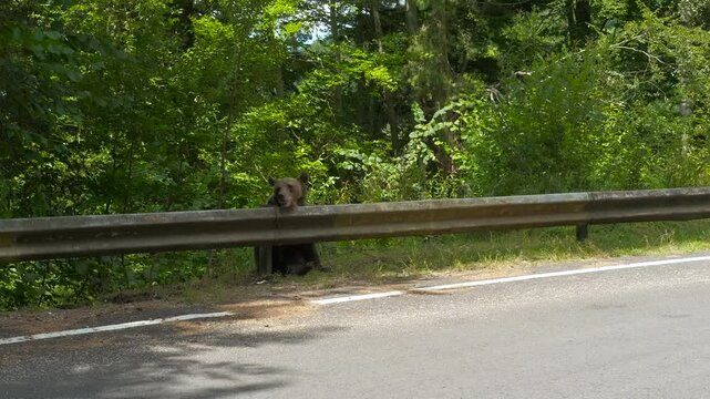 Brown bear attempts to climb over a guardrail on the side of a road. The bear struggles to get its footing as it tries to make its way over the barrier