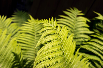 Closeup of healthy young bright green ferns in the sunlight with a dark background.