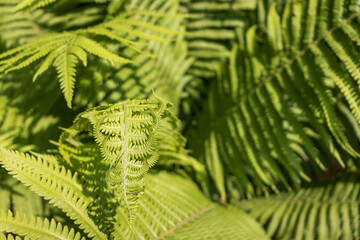 Closeup of healthy young bright green ferns on a sunny day.