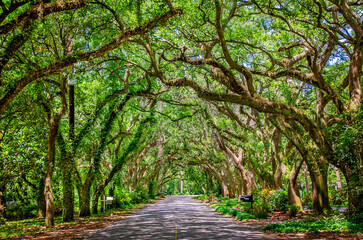 Canopy of Southern live oak trees on Oak Street in Magnolia Springs Alabama