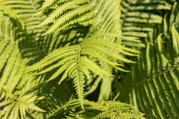 Closeup of healthy young bright green ferns in the sunlight.