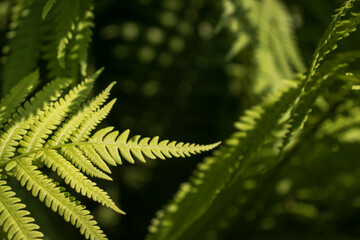 Closeup of healthy young bright green ferns in the sunlight in front of a dark background.