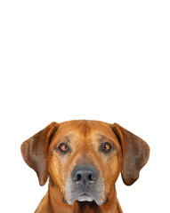 Rhodesian ridgeback dog close-up face portrait isolated on white background 