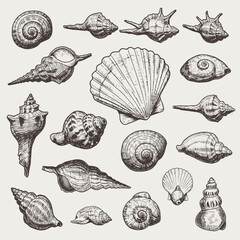 Set of various sea shells, corals oyster, and scallop. engraving vector illustration