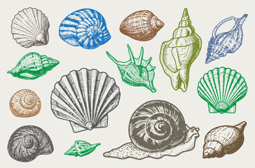 Set of various sea shells, corals oyster, and scallop. engraving vector illustration