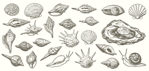 Set of various sea shells, corals oyster, and scallop. engraving vector illustration
