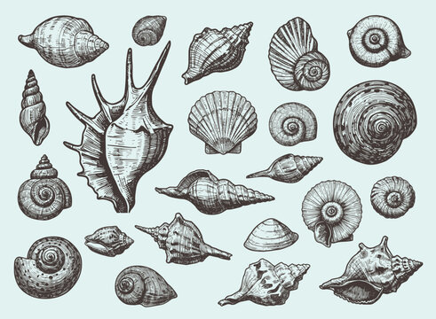 Set of various sea shells, corals oyster, and scallop. engraving vector illustration