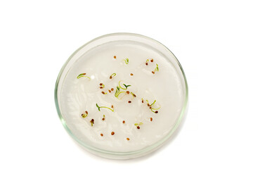 Tomato sprouts in a petri dish on a white background. growing tomatoes in a biological laboratory. Tomato seeds germinate in a moist environment for growing in agriculture